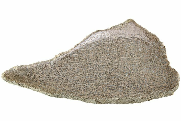 Polished Dinosaur Bone (Gembone) Slab - Morocco #214033